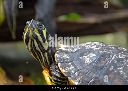 Tortues sur l'affichage à l'Aquarium de Floride à Tampa Florida FL Banque D'Images