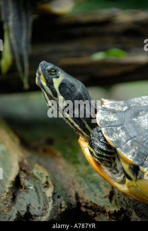 Tortues sur l'affichage à l'Aquarium de Floride à Tampa Florida FL Banque D'Images