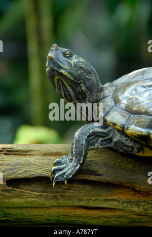 Tortues sur l'affichage à l'Aquarium de Floride à Tampa Florida FL Banque D'Images