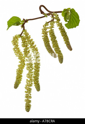 Corylus avellana Contorta chatons sur fond blanc Banque D'Images