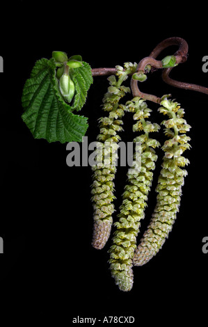 Close up de Corylus avellana Contorta Chatons Banque D'Images