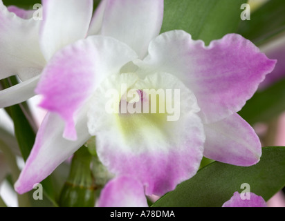 Dendrobium nobile Orchidée Fleur Amour Nom fit mémoire Banque D'Images