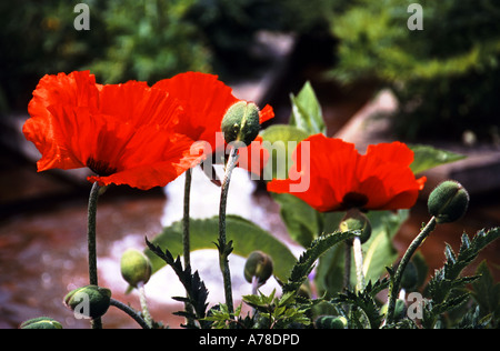 Coquelicots rouges & Fontaine à eau Banque D'Images