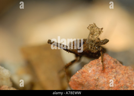 Scorpion d'eau (Nepa cinerea) Banque D'Images