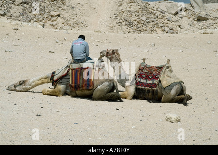 Les chameaux se reposant près des pyramides de Gizeh Le Caire Egypte Banque D'Images