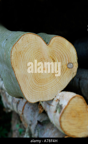 Tronc d'arbre en forme de coeur Banque D'Images