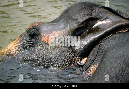 Sri Lanka Pinnewala elephant chef de baignade en rivière Banque D'Images