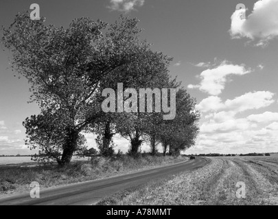 Paysage campagne du Suffolk Big Sky Country Road en passant par chaume domaine des terres agricoles non clôturées flanquée de rangée d'arbres matures England UK Banque D'Images
