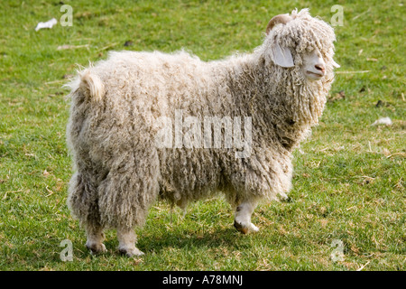 Chèvre Angora race rare Trust Cotswold Farm Park Temple Guiting près de Bourton on the water UK Banque D'Images