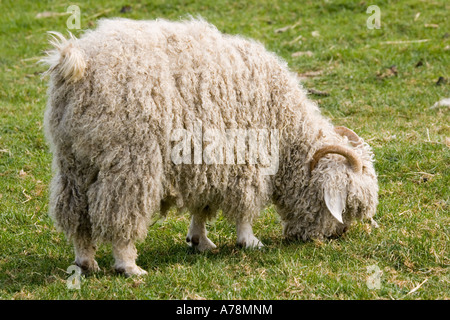 Le pâturage de chèvres angora race rare Trust Cotswold Farm Park Temple Guiting près de Bourton on the water UK Banque D'Images