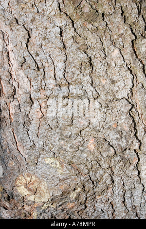 L'écorce et le tronc de l'himalaya Bhoutan ou Pin blanc Pinus wallichiana Jardins Botaniques de Christchurch en Nouvelle-Zélande Banque D'Images