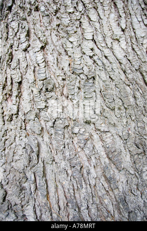 L'écorce et le tronc de cèdre du Liban Cedrus libani arbre Jardins Botaniques de Christchurch en Nouvelle-Zélande Banque D'Images