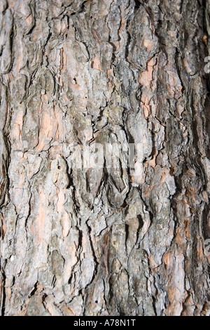 L'écorce et le tronc du Pin gris Pinus banksiana Jardins Botaniques de Christchurch en Nouvelle-Zélande Banque D'Images
