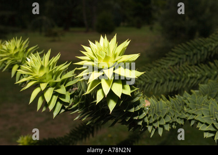 Rosette de feuilles jeunes sur l'extrémité de la branche de l'arbre Araucaria mbricata monkey puzzle jardin botanique de Christchurch en Nouvelle-Zélande Banque D'Images