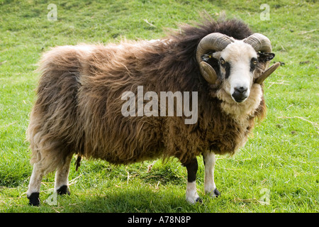 Ram moutons Shetland race rare Trust Cotswold Farm Park Temple Guiting près de Bourton on the water UK Banque D'Images