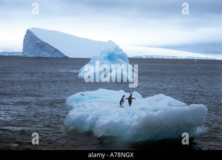 Pingouins sur iceberg, Antarctica Banque D'Images