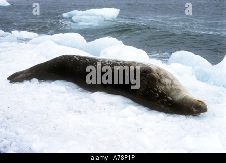 Dormir leopard seal Banque D'Images