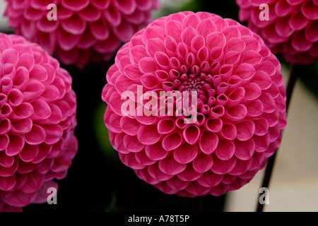 DAHLIA CORNEL cut disposés en lumière naturelle lauréats des RHS Flower show malvern automne 06 uk Banque D'Images