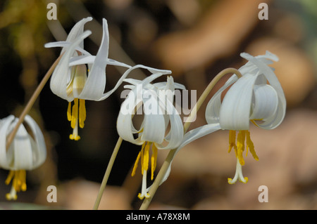 La truite blanche fleurs Lys Banque D'Images