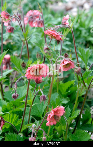 Geum Bell Banque Banque D'Images