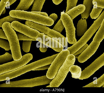 Micrographie électronique à balayage d'Escherichia coli en culture et ont adhéré à une lamelle Banque D'Images