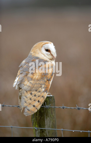 L'Effraie des clochers (Tyto alba) sitting on fence post en bord de champ Banque D'Images