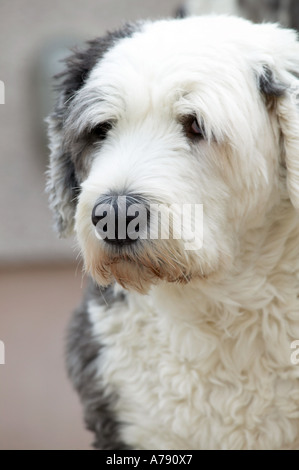 Old English Sheepdog aussi connu comme le Bobtail Banque D'Images