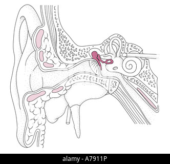 Une illustration de l'appareil auditif de l'oreille, montrant l'externe, l'oreille moyenne et l'oreille interne. Banque D'Images
