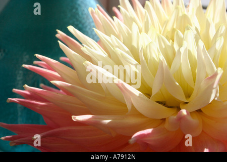 La parfaite rose et blanc fleur dahlia vainqueur à la malvern flower show tourné en lumière naturelle, Close up uk worcestershire Banque D'Images