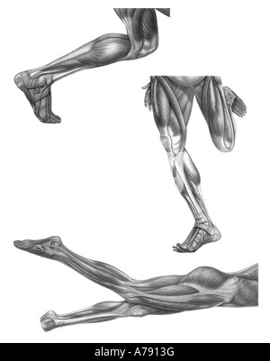 Une illustration de la musculature de jambe humaine utilisé lors de l'exécution et la natation. Banque D'Images