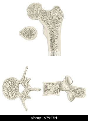 Une illustration montrant la structure du fémur et des vertèbres. Banque D'Images