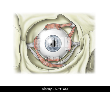 Illustration des muscles oculaires intraoculaires Banque D'Images