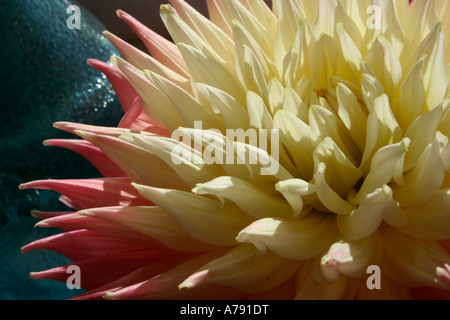 La parfaite rose et blanc fleur dahlia vainqueur à la malvern flower show tourné en lumière naturelle, Close up uk worcestershire Banque D'Images