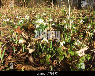 Perce-neige sur sol de woodland Suffolk Angleterre Banque D'Images