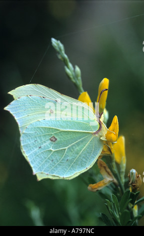 BRIMSTONE Gonepteryx rhamni papillon pétrifié Banque D'Images