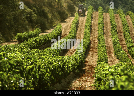 France Provence vaucluse côtes du rhône gigondas dentilles de montmarail près d'Orange et Carpentras Banque D'Images