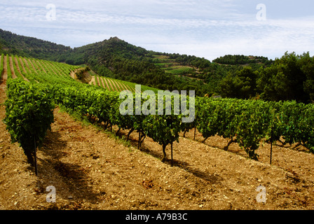 France Provence cote d azur sud de la france, côtes du rhône gigondas dentilles de montmirail vaucluse près du mont Ventoux Banque D'Images