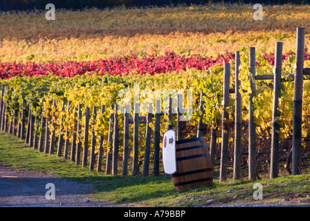 Couleurs d'automne dans un vignoble dans la vallée de Cowichan, île de Vancouver, près de Duncan, Colombie-Britannique Canada Banque D'Images