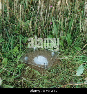 Piège Piège avec une couverture de pluie pour la surveillance active des populations d'arthropodes du sol Banque D'Images