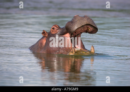 Hippopotamus amphibius hippopotames dans le parc national de Kruger Mpumalanga, Afrique du Sud Banque D'Images