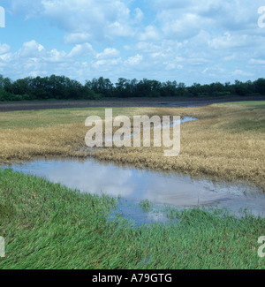 La récolte de blé près de la rivière détruit par les crues printanières Kansas USA Banque D'Images