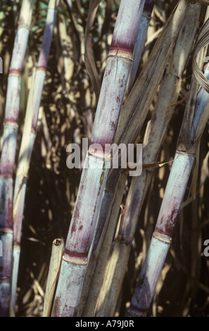 Tiges sur une canne à sucre mature Thaïlande Banque D'Images