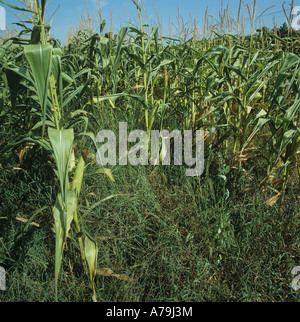 Grand crabgrass Digitaria sanguinalis mauvaises herbes graminées floraison dans une récolte de maïs mûr France Banque D'Images