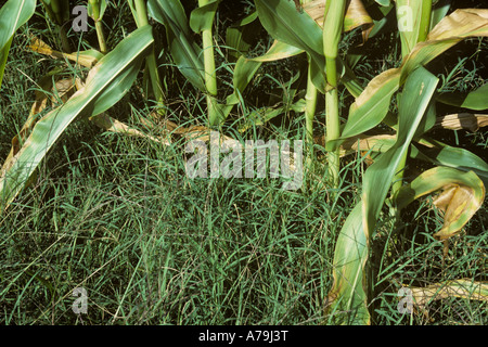 Bermuda Grass Cynodon dactylon les graminées nuisibles à la base d'une récolte de maïs en France Banque D'Images