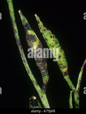 Dark leaf spot pod Alternaria brassicicola sur rocket gousses Banque D'Images