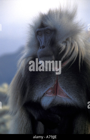 Le babouin gélada (Theropithecus gelada) à l'état sauvage en Ethiopie Banque D'Images