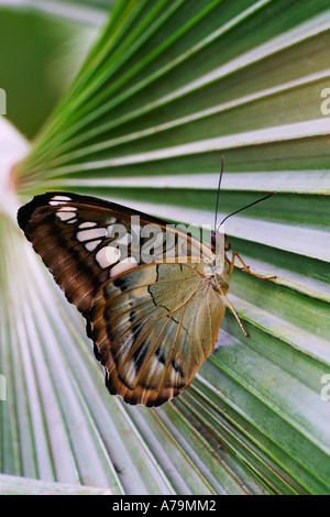 Clipper papillon sur la feuille de palmier Parthenos sylvia Banque D'Images