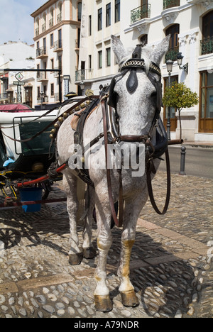 Dh RONDA ESPAGNE cheval blanc et le transport en street Banque D'Images