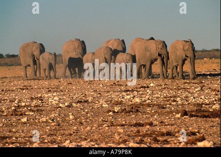 Éléphant d'Afrique Loxodonta africana troupeau avec de jeunes marchant sur une zone plate avec des roches calcaires éparpillés sur le terrain du Parc Etosha Banque D'Images