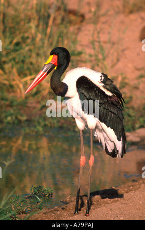 Bec de selle stork debout sur un banc de sable du Parc National Kruger Mpumalanga Afrique du Sud Banque D'Images